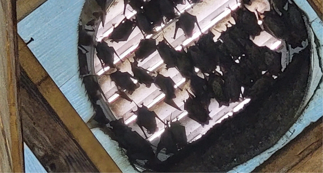 BatRemoval WildlifePredator