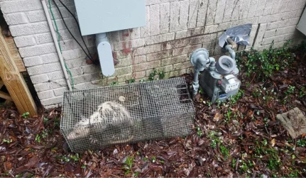 RacoonRemoval WildlifePredator