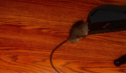 RodentControl WildlifePredator