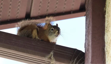 SquirrelRemoval WildlifePredator