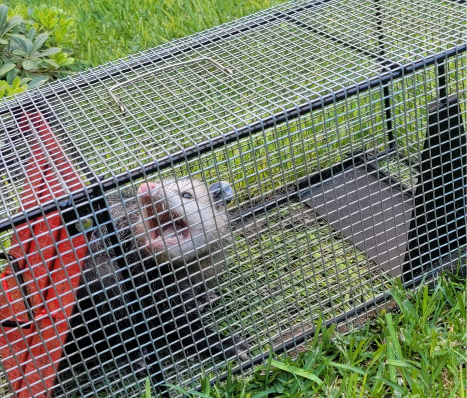 WildlifeControl Wildlife Predator